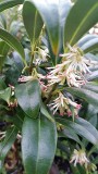 Sarcococca - Himalayn Sweet Box