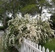 Spirea Vanhouttii