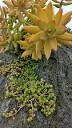 Succulents on the Rocks