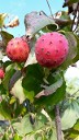 Cornus Kousa fruit