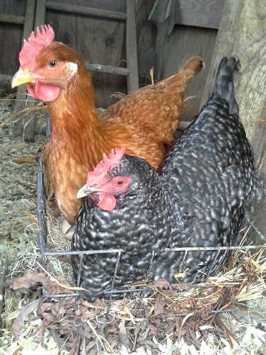 New Hampshire Red and Cuckoo Maran sharing a nest