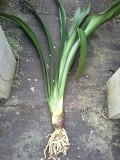 An Individual Ready for Potting