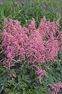 Astilbe Bressingham Beauty courtesy Walters Gardens Astilbe Bressingham Beauty courtesy Walters Gardens
