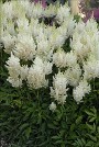 Astilbe White Gloria courtesy Walters Gardens