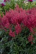 Astilbe Montgomery courtesy Walters Gardens Astilbe Montgomery courtesy Walters Gardens