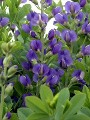 Baptisia courtesy Walters Gardens