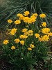 Coreopsis Early Sunrise courtesy Walters Gardens