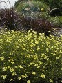 Coreopsis Moonbeam courtesy Walters Gardens