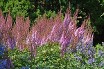 Astilbe Purple Candles courtesy Walters Gardens