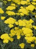 Achillea Moonshine courtesy Walters Gardens