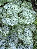 Brunnera Jack Frost courtesy Walters Gardens