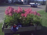 Astilbe Federsee on display Astilbe Federsee on display