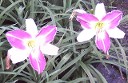 Daylily Pale Purple Bicolor