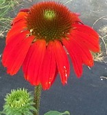 Echinacea Cheyenne Spirit Red Flowered