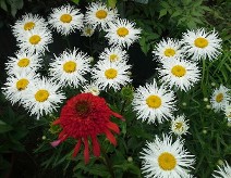 Echinacea Hot Papaya with Chrysanthemum Phyllis Smith Echinacea Hot Papaya with Chrysanthemum Phyllis Smith