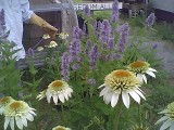 Echinacea Milkshake and Agastache Blue Fortune Echinacea Milkshake and Agastache Blue Fortune