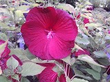 Hardy Hibiscus Cristi