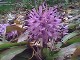 Heloniopsis, Swamp Amaranth, early spring bloom