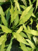 Hosta Pineapple Upsidedown Cake