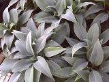 Hosta Blue Harpoons, a unique Ornamental Plantings introduction
