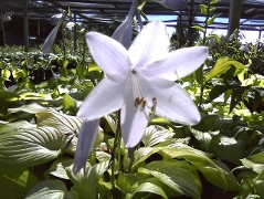 Hosta Stained Glass, exceptionally sweetly fragrant