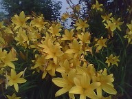 Lemon Lily, sweetly scented and very early bloomer