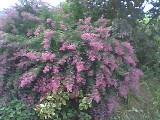 Lespedeza Pink Fountains in all its fall glory