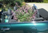 Lespedeza Pink Fountains leaving the nursery in style!