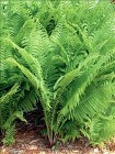 Ostrich Fern courtesy Walters Gardens