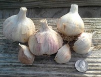 Our wonderful friend, Garlic