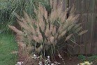 Korean Feather Reed Grass in autumn