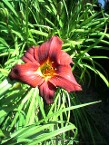 Daylily Red Zeppelin, Grown From Seed Years Ago, Only Available At Our Nursery