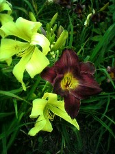 Daylily Spider Miracle and Daylily Strutters Ball