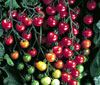 Tomato Sweet 100, our favorite cherry tomato