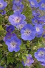 Geranium Rozanne courtesy Walters Gardens