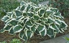 Hosta Minuteman courtesy Walters Gardens Hosta Minuteman courtesy Walters Gardens