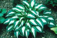 Hosta Night Before Christmas courtesy Walters Gardens