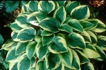 Hosta Wide Brim courtesy Walters Gardens