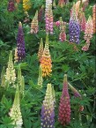 Lupine courtesy Walters Gardens Lupine courtesy Walters Gardens