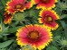 Gaillardia Arizona Sun courtesy Walters Gardens Gaillardia Arizona Sun courtesy Walters Gardens