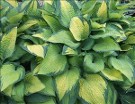 Hosta Paul's Glory courtesy Walters Gardens Hosta Paul's Glory courtesy Walters Gardens