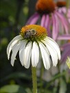 Echinacea White Swan, courtesy Walters Gardens