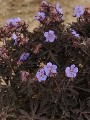Geranium Dark Reiter courtesy Walters Gardens Geranium Dark Reiter courtesy Walters Gardens