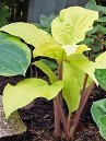 Hosta Designer Genes, gold foliage and red stems, courtesy Walters Gardens