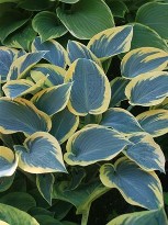 Hosta First Frost courtesy Walters Gardens