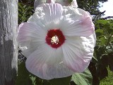 Hardy Hibiscus, enormous flowers the size of a dinner plate Hardy Hibiscus, enormous flowers the size of a dinner plate