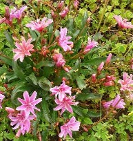 Lewisia Little Plum