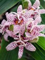 Trycirtis Miyazaki, orchidlike speckled flowers late summer into fall