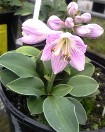 Hosta Blue Mouse Ears, cute as a button