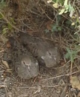 Mourning Dove Siblings at Stirling Historical Society Garden